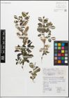 Foto von Salix myrsinifolia Salisb.